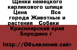 Щенки немецкого карликового шпица › Цена ­ 20 000 - Все города Животные и растения » Собаки   . Красноярский край,Бородино г.